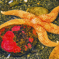 Buy canvas prints of Bright Orange Pacific Starfish Red Stone by William Perry