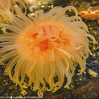 Buy canvas prints of Bright Orange Pink Anemone by William Perry