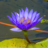 Buy canvas prints of Blue Water Lily Moorea Tahiti by William Perry