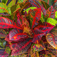 Buy canvas prints of Red Green Fire Croton Moorea Tahiti by William Perry