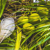 Buy canvas prints of Green Coconuts Palm Tree Moorea Tahiti by William Perry