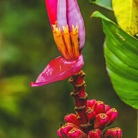 Buy canvas prints of Pink Hairy Banana Moorea Tahiti by William Perry