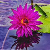 Buy canvas prints of Pink Purple Yellow Siam Water Lily Moorea Tahiti by William Perry
