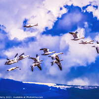 Buy canvas prints of Snow Geese Flying Mountains Skagit Valley Washington by William Perry