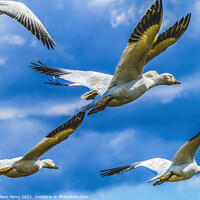 Buy canvas prints of Snow Geese Flying Skagit Valley Washington by William Perry