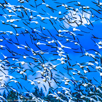 Buy canvas prints of Thousands Snow Geese Flying Skagit Valley Washington by William Perry