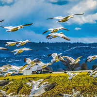 Buy canvas prints of Snow Geese Flying Skagit Valley Washington by William Perry