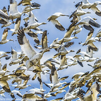 Buy canvas prints of Many Snow Geese Flying Skagit Valley Washington by William Perry