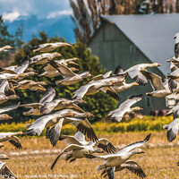 Buy canvas prints of Many Snow Geese Flying Skagit Valley Washington by William Perry