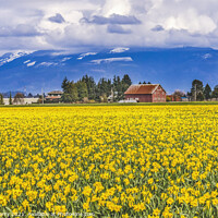 Buy canvas prints of Yellow Daffodils Fields Flowers Skagit Valley Washington State by William Perry