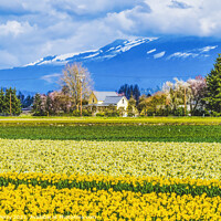 Buy canvas prints of Yellow Daffodils Fields Flowers Skagit Valley Washington State by William Perry