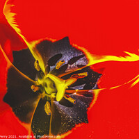Buy canvas prints of Big Red Yellow Banja Luka Tulip Petals Blooming Macro by William Perry