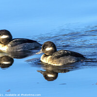 Buy canvas prints of Female Bufflehead Ducks Juanita Bay Park Lake Washington Kirklan by William Perry