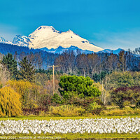 Buy canvas prints of Snow Geese Flock Mount Baker Skagit Valley Washington by William Perry