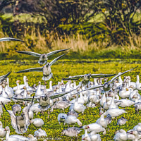 Buy canvas prints of Snow Geese Landing Skagit Valley Washington by William Perry