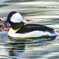 Buy canvas prints of Male Bufflehead Duck Lake Washington Kirkland Washington by William Perry