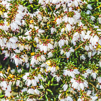 Buy canvas prints of Springwood White Heather Blooming Macro by William Perry