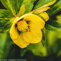 Buy canvas prints of Yellow Helleborus Lenten Rose by William Perry