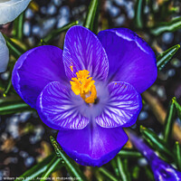 Buy canvas prints of Blue Purple White Crocus Blossom Blooming Macro Washington by William Perry