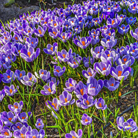Buy canvas prints of Blue Purple White Crocuses Blossoms Blooming Macro Washington by William Perry