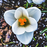 Buy canvas prints of White Yellow Crocus Blossom Blooming Macro Washington by William Perry