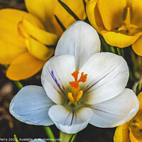 Buy canvas prints of White Yellow Crocuses Blossom Blooming Macro Washington by William Perry