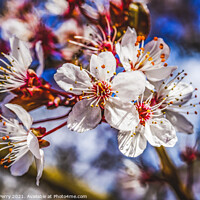 Buy canvas prints of Pink Cherry Plum Blossom Blooming Macro Washington by William Perry
