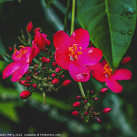 Buy canvas prints of Pink Peregrina Spicy Jatropha Easter Island Chile by William Perry