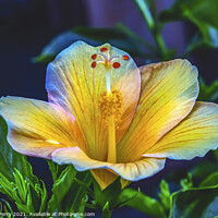 Buy canvas prints of Light Yellow Pink Tropical Hibiscus Flower Easter Island Chile by William Perry