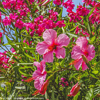 Buy canvas prints of Seminole Pink Tropical Hibiscus Flowers Easter Island Chile by William Perry