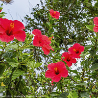 Buy canvas prints of Red Painted Lady Tropical Hibiscus Flowers Easter Island Chile by William Perry