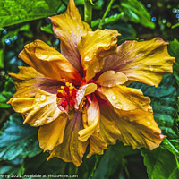 Buy canvas prints of Orange Double Dip Tropical Hibiscus Flower Easter Island Chile by William Perry