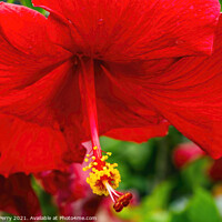 Buy canvas prints of Red Painted Lady Tropical Hibiscus Flower Easter Island Chile by William Perry