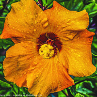 Buy canvas prints of Orange Gold Brown Tropical Hibiscus Flower Easter Island Chile by William Perry