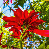 Buy canvas prints of Red Poinsettia Blooming Macro Puebla Mexico by William Perry