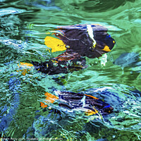 Buy canvas prints of Colorful Black Yellow King Angelfish Los Cabos Mexico  by William Perry