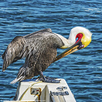 Buy canvas prints of Brown Pelican Marina Boats Cabo San Lucas Mexico by William Perry