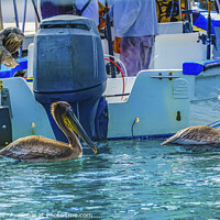 Buy canvas prints of Brown Pelicans Marina Boats Cabo San Lucas Mexico by William Perry