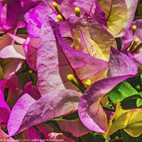 Buy canvas prints of Pink Bougainvillea Cabo San Lucas Mexico by William Perry