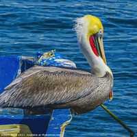 Buy canvas prints of Brown Pelican Marina Boat Cabo San Lucas Mexico by William Perry