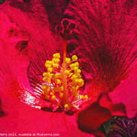 Buy canvas prints of Red Painted Lady Tropical Hibiscus Flower Los Cabos Mexico by William Perry