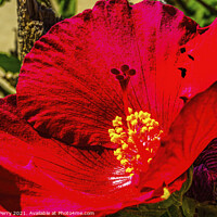 Buy canvas prints of Red Painted Lady Tropical Hibiscus Flower Los Cabos Mexico by William Perry