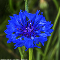Buy canvas prints of Blue Bachelor's Button Cornflower Blooming Macro by William Perry
