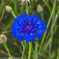 Buy canvas prints of Blue Bachelor's Button Cornflower Blooming Macro by William Perry