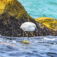 Buy canvas prints of Snowy White Egret Cabo San Lucas Mexico by William Perry