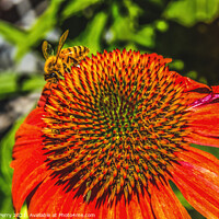 Buy canvas prints of Honey Bee Orange Coneflower Blooming Macro by William Perry