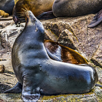 Buy canvas prints of Male California Sea Lion Cabo San Lucas Mexico by William Perry