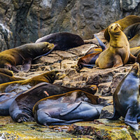 Buy canvas prints of California Sea Lions Cabo San Lucas Mexico by William Perry