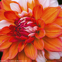 Buy canvas prints of Orange White A La Mode Dahlia Blooming Macro by William Perry
