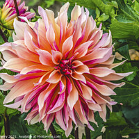 Buy canvas prints of Coral Apricot Pink Rose Labyrinth Dahlia Blooming Macro by William Perry